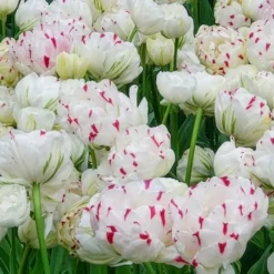 7 Tulipes double Dance line - Des bouquets dignes de pivoines