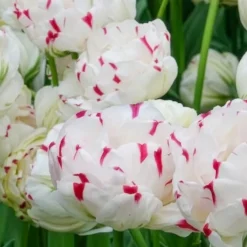 7 Tulipes double Dance line - Des bouquets dignes de pivoines