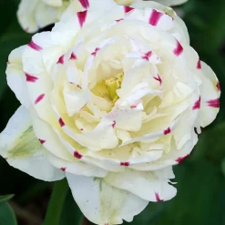 7 Tulipes double Dance line - Des bouquets dignes de pivoines