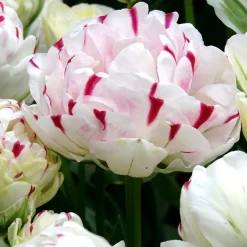7 Tulipes double Dance line - Des bouquets dignes de pivoines