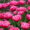 7 Tulipes doubles Amazing Grace - Des bouquets fuchsia au jardin