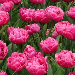 7 Tulipes doubles Amazing Grace - Des bouquets fuchsia au jardin