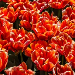 7 Tulipes doubles Queensday - Des fleurs doubles éclatantes