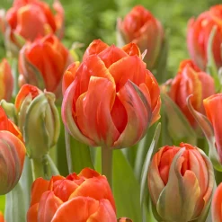 7 Tulipes doubles Queensday - Des fleurs doubles éclatantes