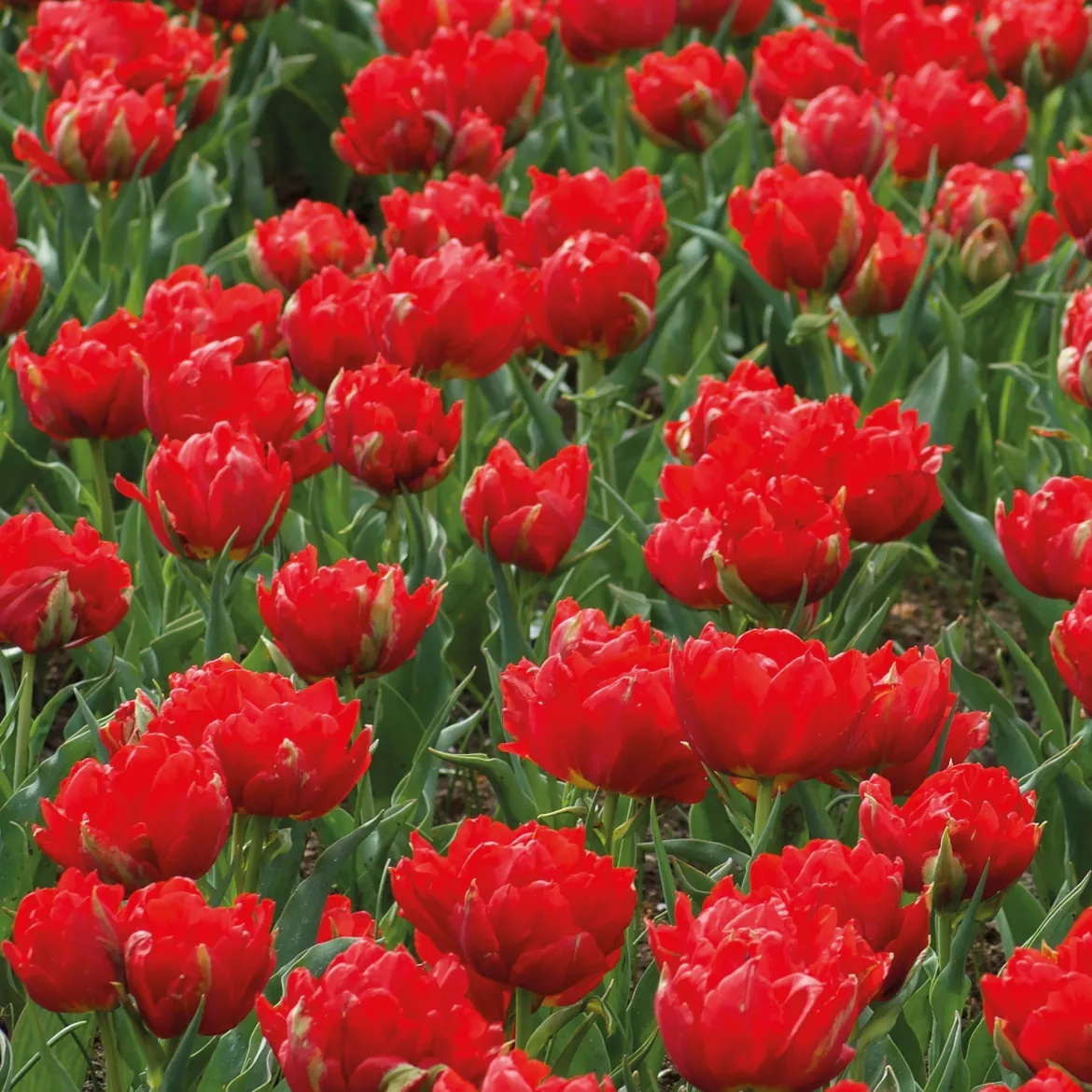 7 Tulipes doubles rouges Abba - Un rouge double effet waouh