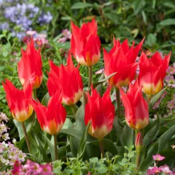 5 Tulipes 'Flames Mystery' - Le rouge flamboyant du jardin