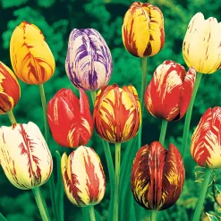 20 Tulipes flammées en mélange - Un massif flammé en avril