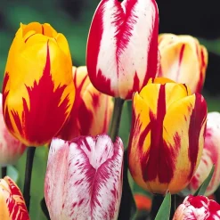 20 Tulipes flammées en mélange - Un massif flammé en avril