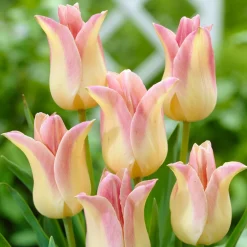 5 Tulipes fleur de lis 'Elegant Lady' - Des fleurs qui dansent au vent