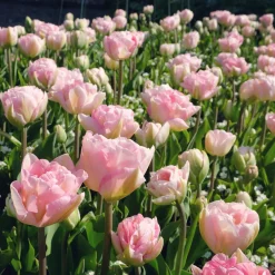 10 Tulipes à fleur de pivoine Angélique - Le bouquet effet pivoine