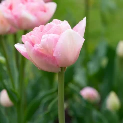 10 Tulipes à fleur de pivoine Angélique - Le bouquet effet pivoine
