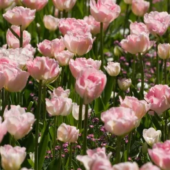 10 Tulipes à fleur de pivoine Angélique - Le bouquet effet pivoine