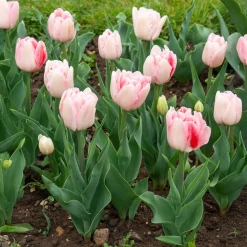 10 Tulipes à fleur de pivoine Angélique - Le bouquet effet pivoine