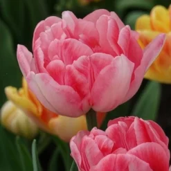 10 Tulipes à fleur de pivoine Foxtrot - Des fleurs doubles au jardin