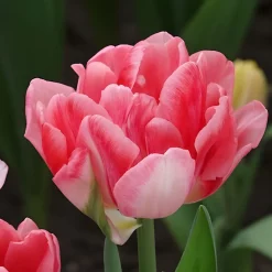 10 Tulipes à fleur de pivoine Foxtrot - Des fleurs doubles au jardin