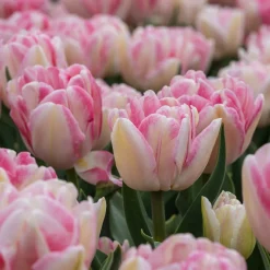 10 Tulipes à fleur de pivoine Foxtrot - Des fleurs doubles au jardin