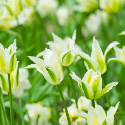 10 Tulipes à fleurs de lis Greenstar - Le vert qui change tout
