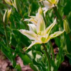 10 Tulipes à fleurs de lis Greenstar - Le vert qui change tout