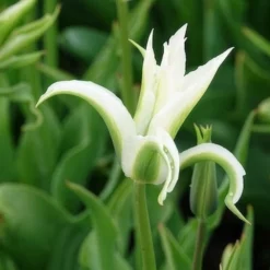 10 Tulipes à fleurs de lis Greenstar - Le vert qui change tout
