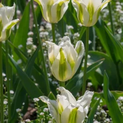 10 Tulipes à fleurs de lis Greenstar - Le vert qui change tout