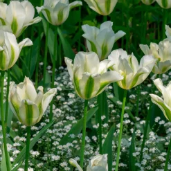 10 Tulipes à fleurs de lis Greenstar - Le vert qui change tout