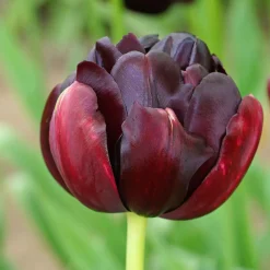 10 Tulipes à fleurs de pivoine Black Hero - Le noir qui fait sensation