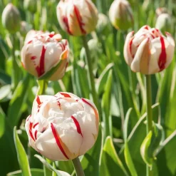 10 Tulipes à fleurs de pivoine Carnaval de Nice - Des bouquets doubles éclatants