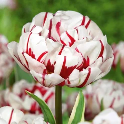 10 Tulipes à fleurs de pivoine Carnaval de Nice - Des bouquets doubles éclatants