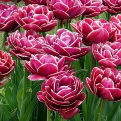 7 Tulipes à fleurs de pivoine Dream Touch - Des fleurs doubles façon pivoine