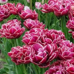 7 Tulipes à fleurs de pivoine Dream Touch - Des fleurs doubles façon pivoine