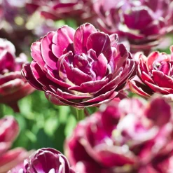7 Tulipes à fleurs de pivoine Dream Touch - Des fleurs doubles façon pivoine