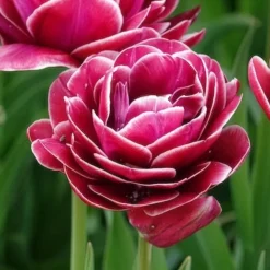 7 Tulipes à fleurs de pivoine Dream Touch - Des fleurs doubles façon pivoine
