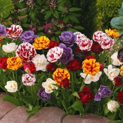 20 Tulipes à fleurs de pivoine en mélange - Des tulipes qui font le show