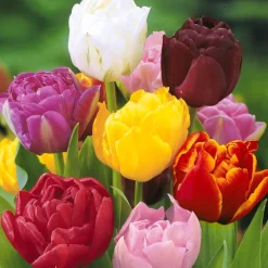 20 Tulipes à fleurs de pivoine en mélange - Des tulipes qui font le show