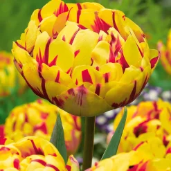 10 Tulipes à fleurs de pivoine Golden Nizza - Des bouquets dignes d'un fleuriste