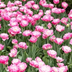 10 Tulipes à fleurs pivoine Pompon rose - Un printemps tout en rose