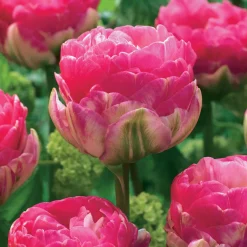 10 Tulipes à fleurs pivoine Pompon rose - Un printemps tout en rose