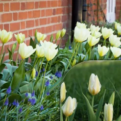 10 Tulipes Fosteriana Purissima - Le blanc pur du printemps