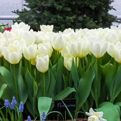 10 Tulipes Fosteriana Purissima - Le blanc pur du printemps