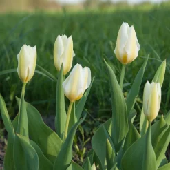 10 Tulipes Fosteriana Purissima - Le blanc pur du printemps
