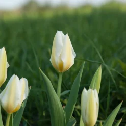 10 Tulipes Fosteriana Purissima - Le blanc pur du printemps