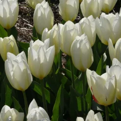 10 Tulipes Fosteriana Purissima - Le blanc pur du printemps