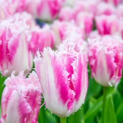 20 Tulipes frangées Huis ten Bosch - Des franges roses au jardin