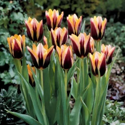 10 Tulipes Gavota - Le contraste qui claque