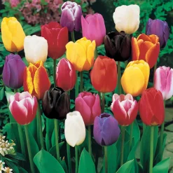 75 Tulipes à longues tiges en mélange - 60 cm de couleurs au jardin