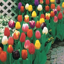 75 Tulipes à longues tiges en mélange - 60 cm de couleurs au jardin