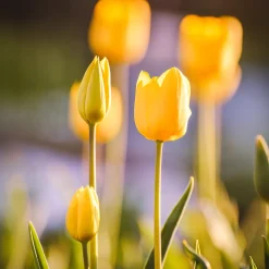 5 Tulipes longues tiges jaunes - Des bouquets jaunes tout prêts