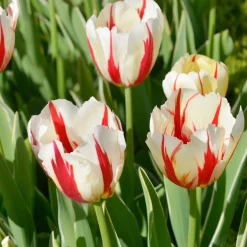 8 Tulipes Love Circle - Un massif qui claque