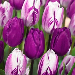 10 Tulipes mauves et blanches en mélange - Un massif chic sans effort