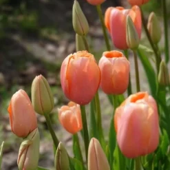 7 Tulipes Menton - Grandes tulipes rose corail